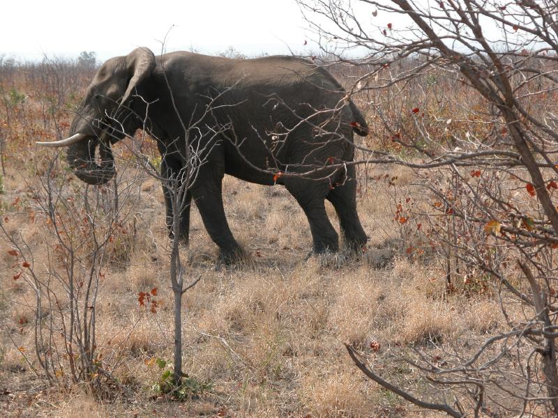 Kruger-2-19