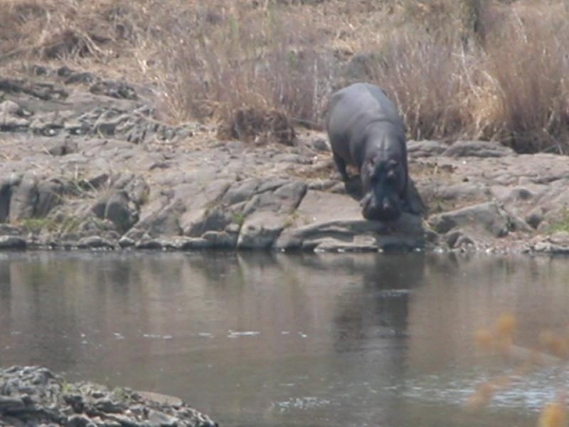 Kruger-2-20