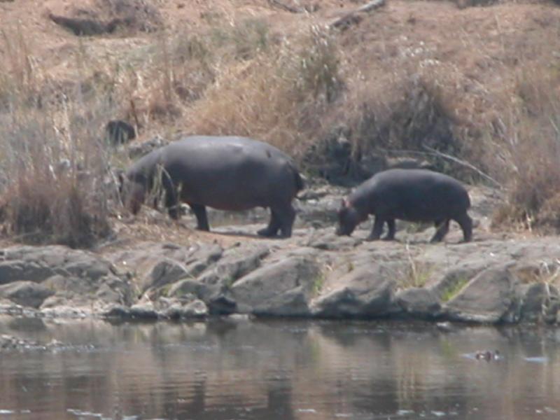 Kruger-2-21