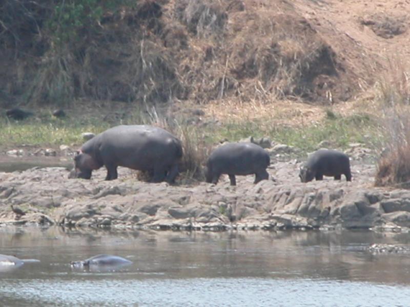 Kruger-2-22