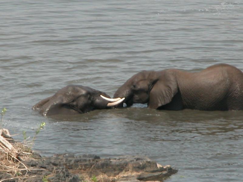 Kruger-2-33
