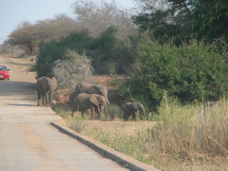 Kruger-2-41