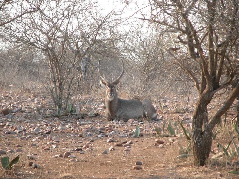 Kruger-2-51