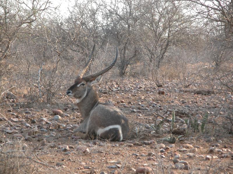 Kruger-2-52