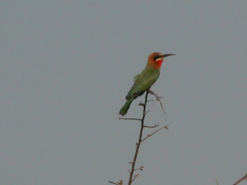 Kruger-2-53