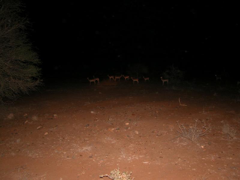 Kruger-2-55