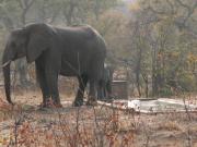Kruger-2-03