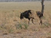 Kruger-2-06-1