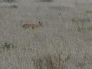 Kruger-2-07