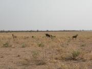 Kruger-2-10