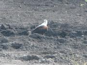 Kruger-2-11
