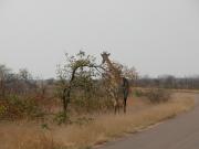 Kruger-2-15