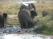 Kruger-2-48