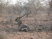 Kruger-2-52