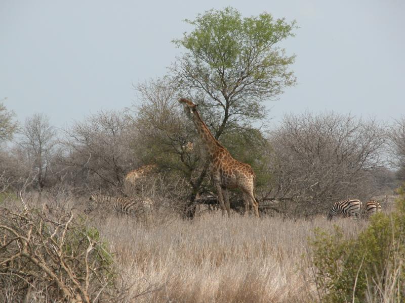 Kruger-3-14