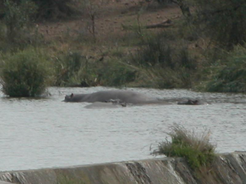 Kruger-3-16