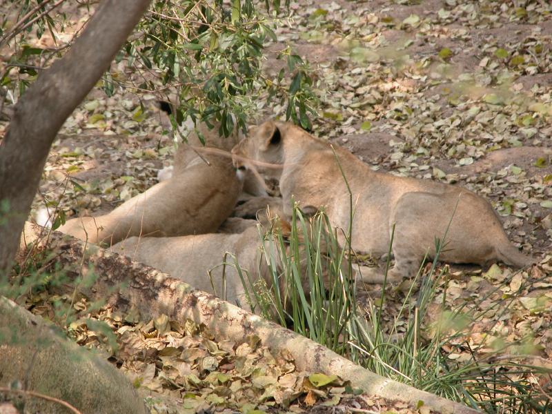 Kruger-3-26