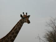 Kruger-3-13