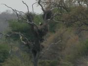 Kruger-3-15