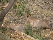 Kruger-3-24