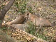 Kruger-3-26