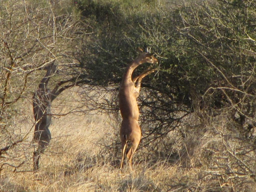 5-Gerenuk