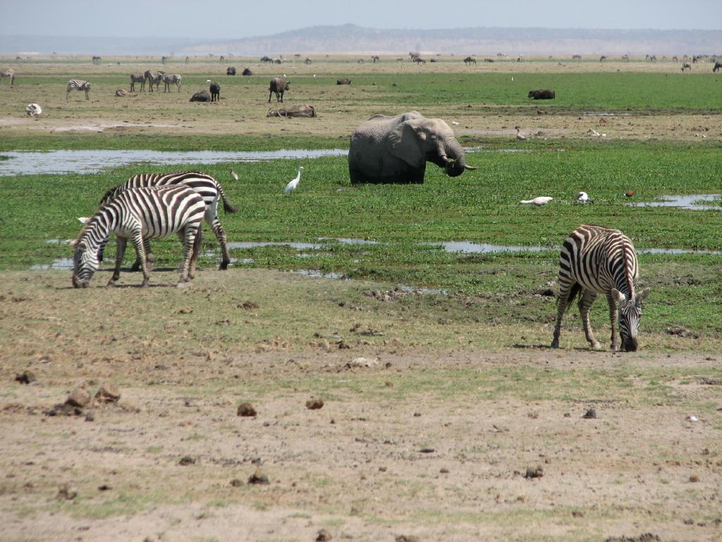 Amboseli-1
