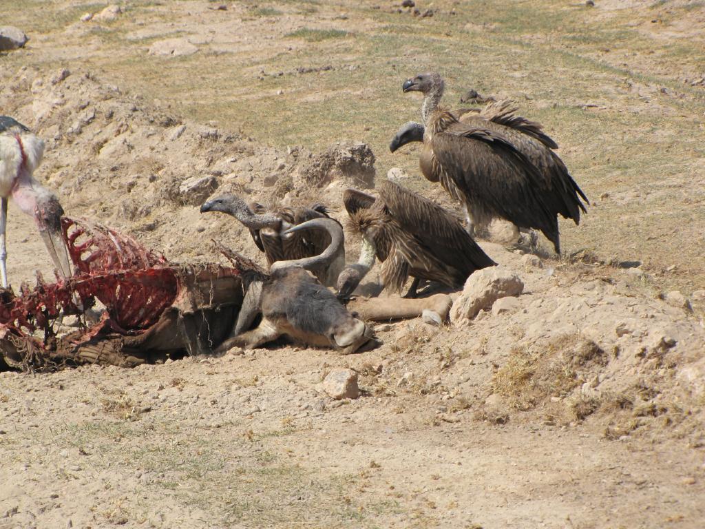 IMG_2079