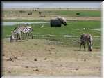 Amboseli-1