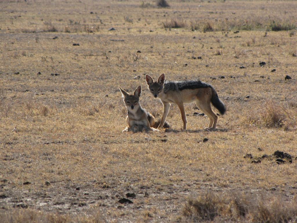IMG_3135