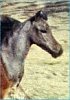 Tomahawks Enchanted Breeze