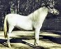 Tomahawk's Royal Diamond