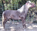 Tomahawks Royal Tiara