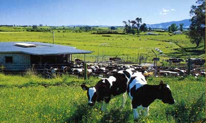 05-dairy
