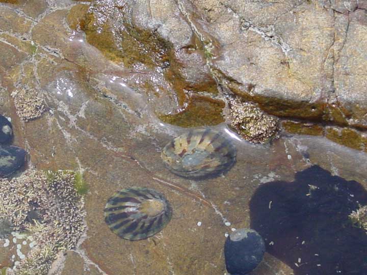 07-tidepool