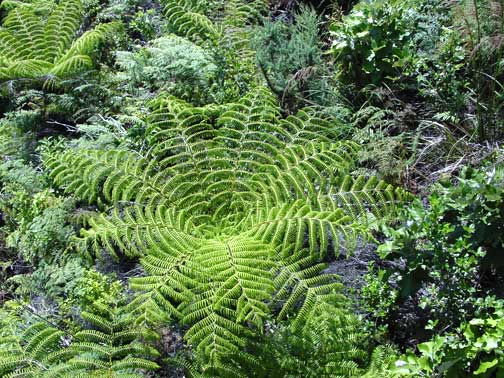 11-fern-1