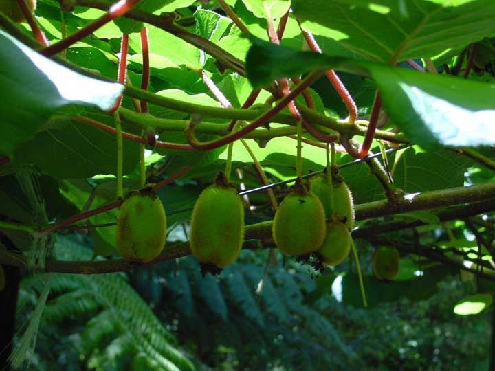 13-kiwi