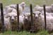 03-sheep-1