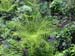 11-fern-1