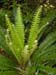 12-fern-2