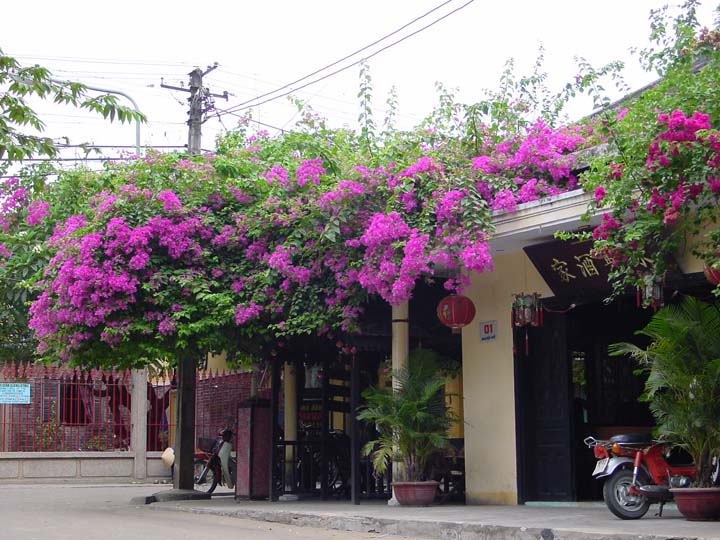 21-bouganvilia 01