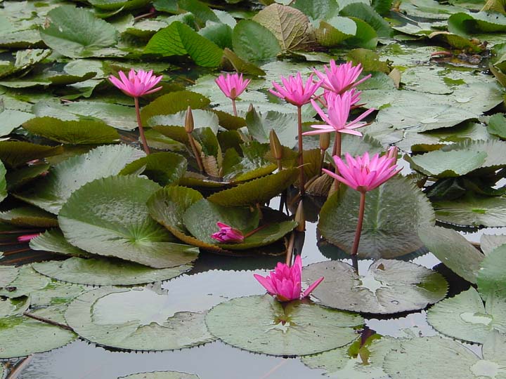 24-Lotus 14 near Hue