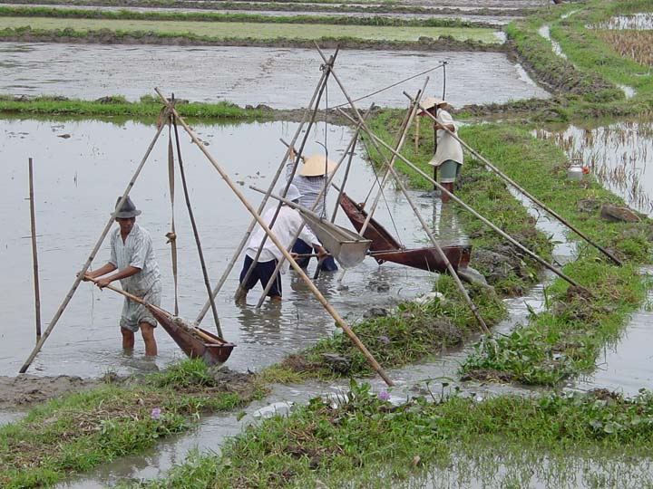 27-rice 01 irrigation