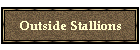 Outside Stallions