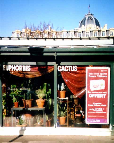 picture of a cactus and succulent plant store in the
				marche aux fleurs
