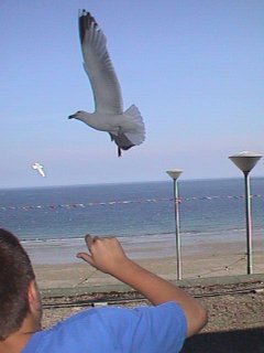 birds.jpg - 13149 Bytes