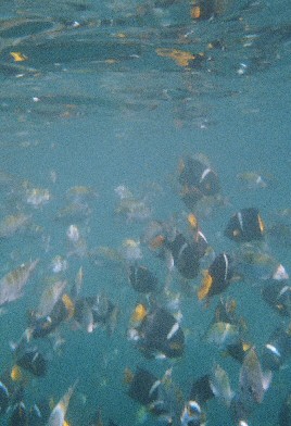fish