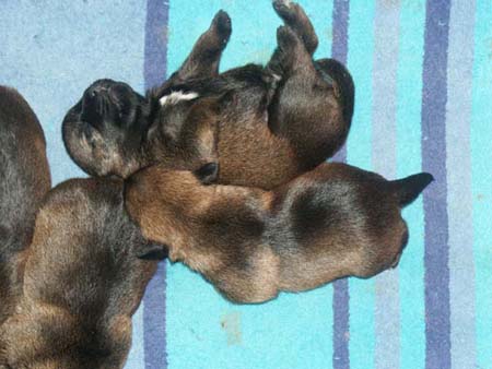 2pups