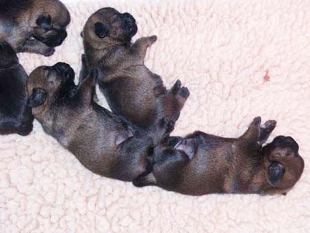 3pups