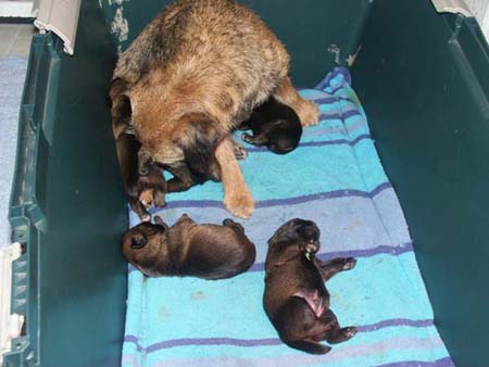 poppy&pups2